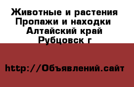 Животные и растения Пропажи и находки. Алтайский край,Рубцовск г.